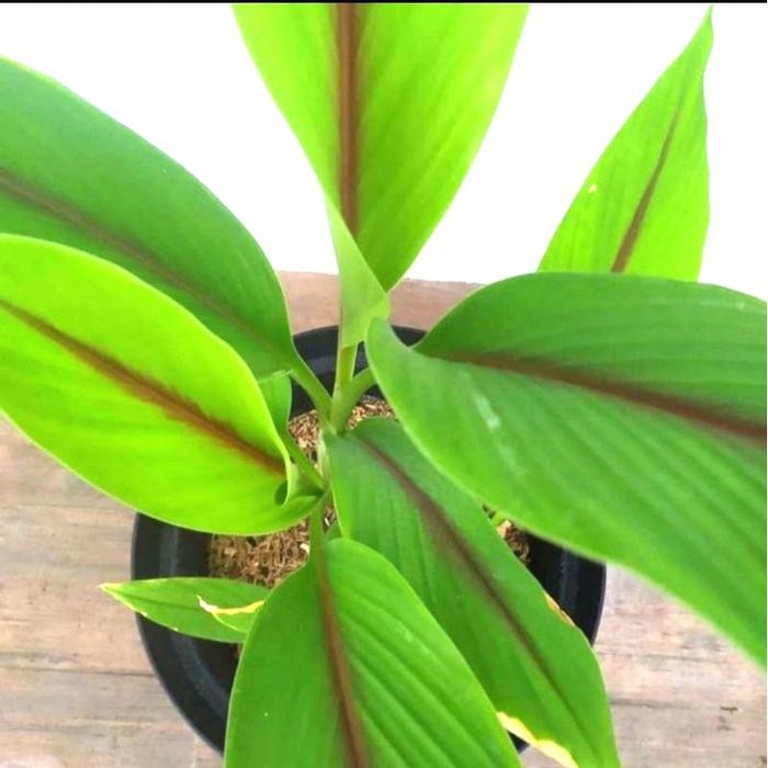 

Terlaris Bibit Kunyit Putih/ Tanaman Herbal