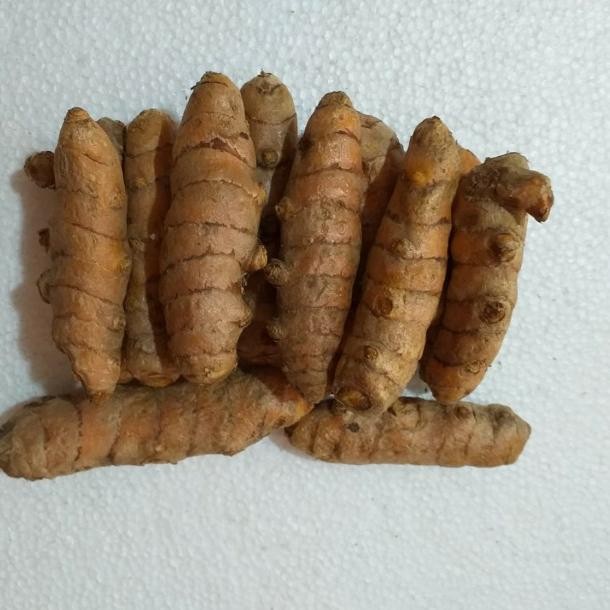 

Terlaris Kunyit Kunir