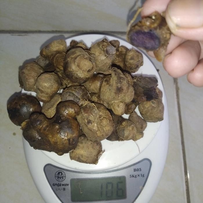 

Terlaris Kunyit Hitam 25 Gram