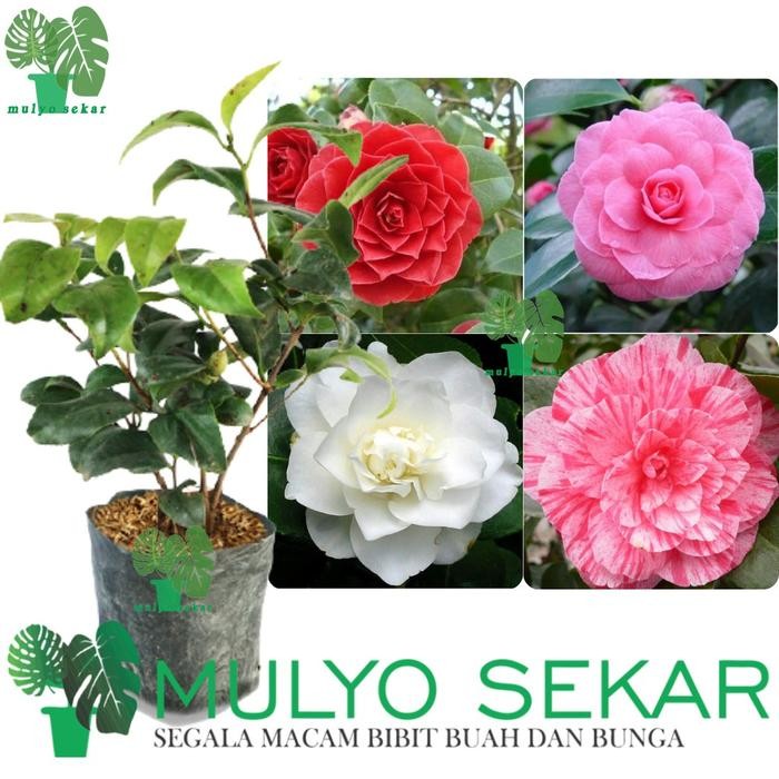 Tanaman Hidup Bunga Camelia Tumpuk - Bunga Hias Camelia
