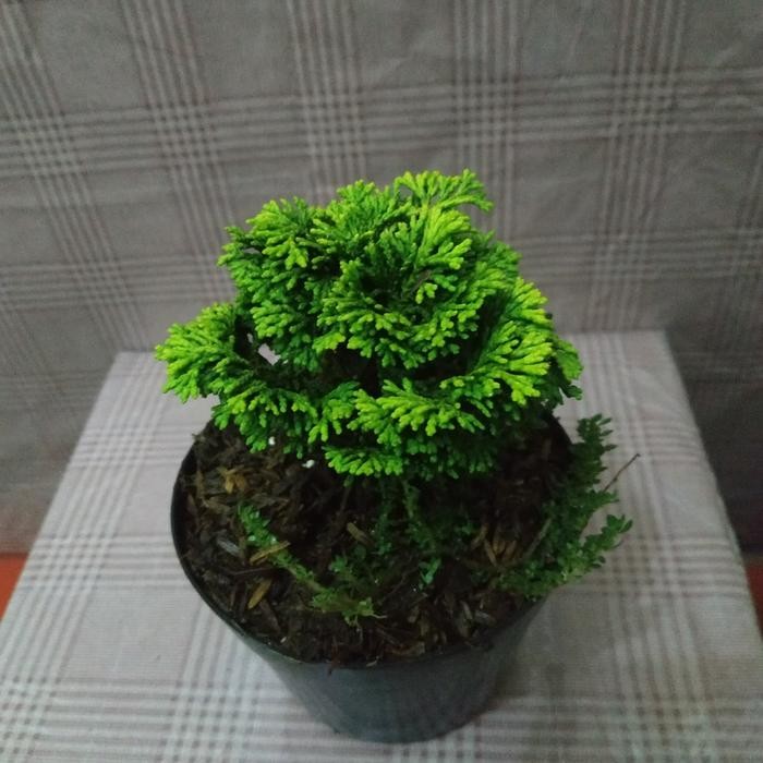 Tanaman Cemara HInoki Mini Bahan bonsai