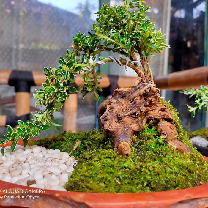 Bonsai mini mirten variegata hingkip Sudah jadi