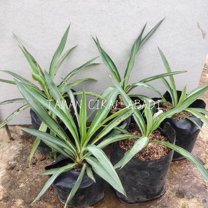 Tanaman hias Yucca Putih 