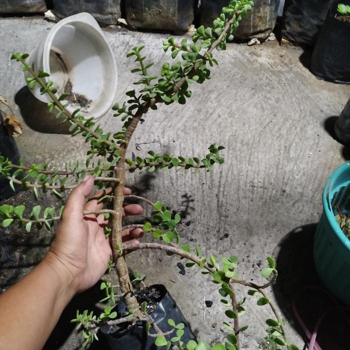 jade plant/portulacaria afra
