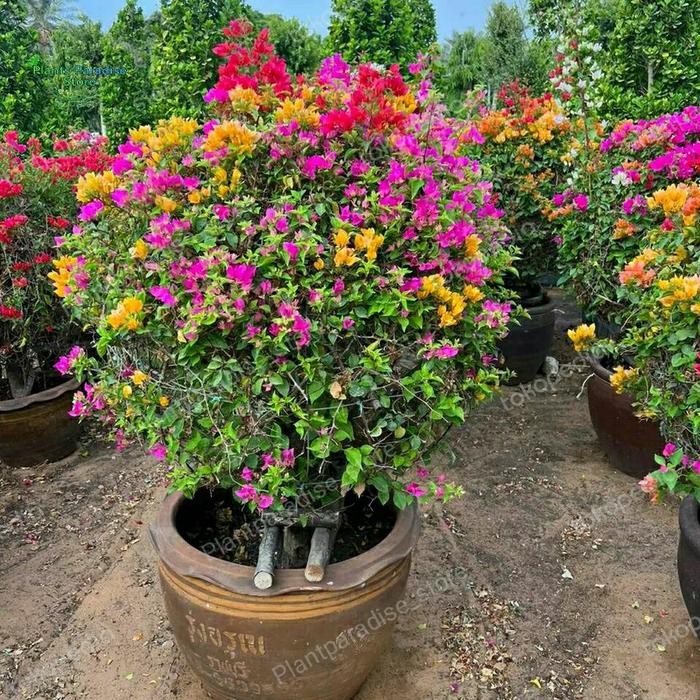 Bougenville bunga kertas - Bonsai bougenville bunga - tanaman hias