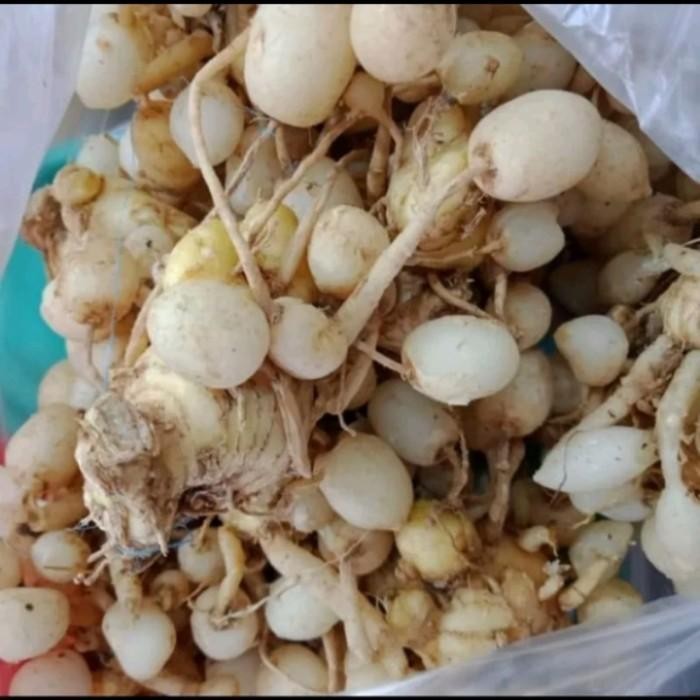 

Terlaris Kunyit Putih/Kunci Rapet/Temu Pepet Segar 500 Gr