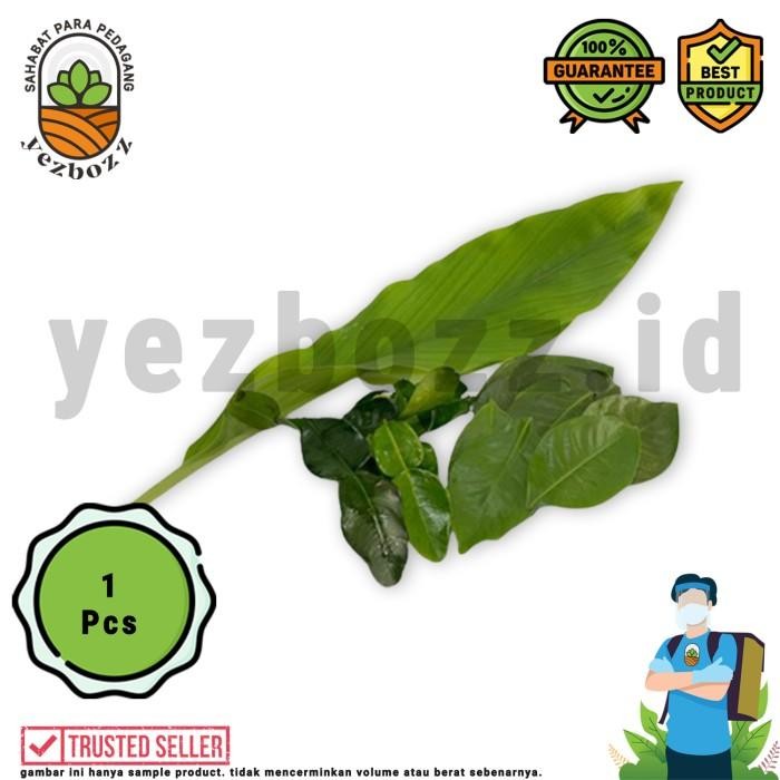 

Terlaris Daun Kunyit, Daun Jeruk, Daun Salam