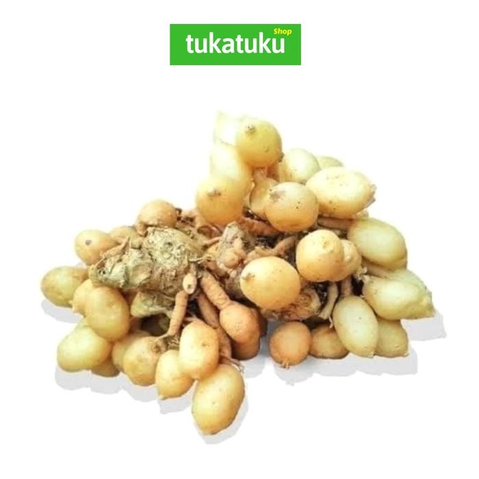 

Terlaris Kunyit Putih Segar (250 Gram)