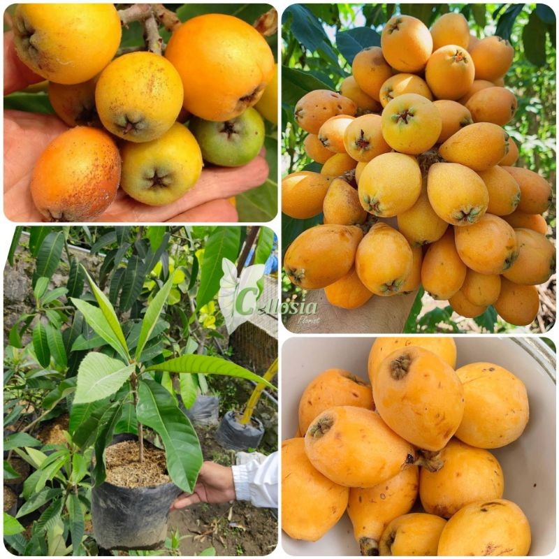 Bibit Tanaman Buah Leci Biwa / Leci Kuning Super