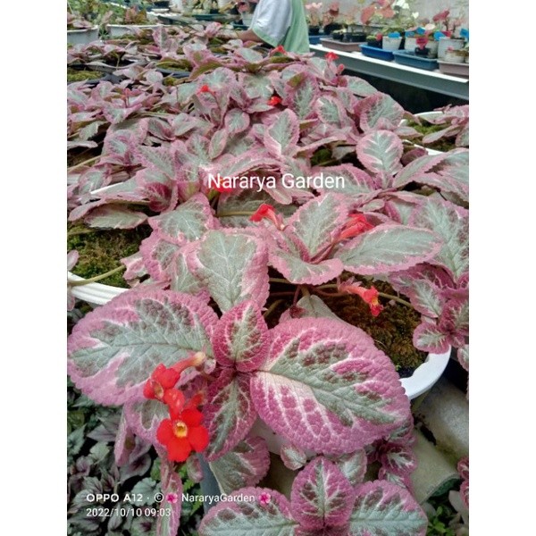 Episcia Cleopatra Import Tanaman Hias Bunga Besar