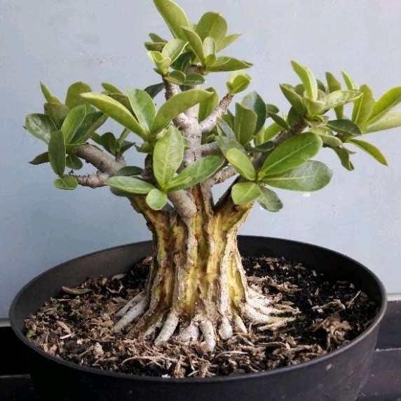Jual Adenium Karakter Arabicum Godji RCN Thaisoco
