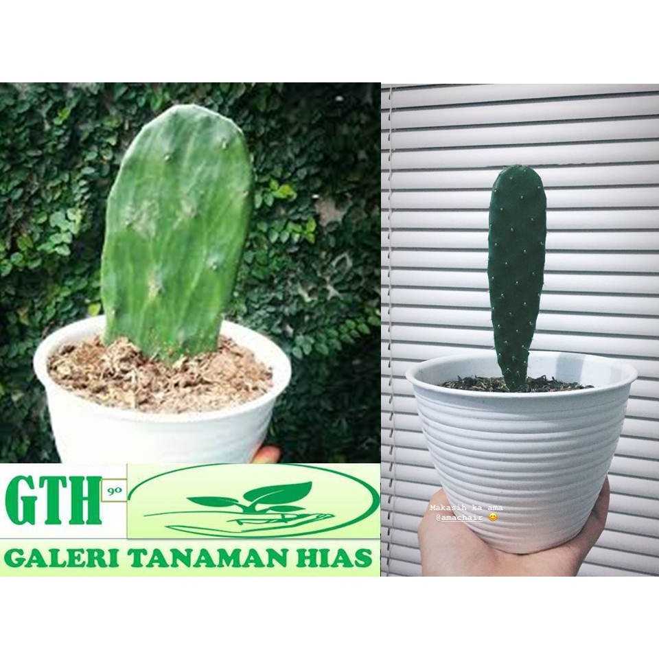 Tanaman hias Kaktus centong Tanaman hias kaktus Kaktus