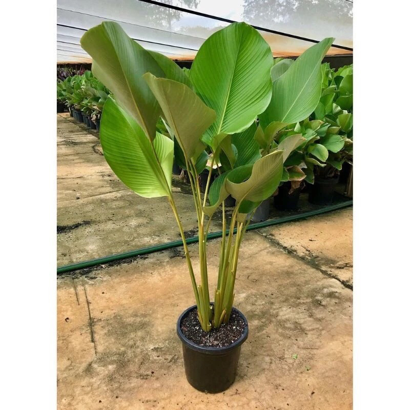 TANAMAN HIAS CALATHEA LUTHEA - TANAMAN HIAS PISANG CALATHEA / CALATHEA PISANG TANAMAN HIAS CALATHEA