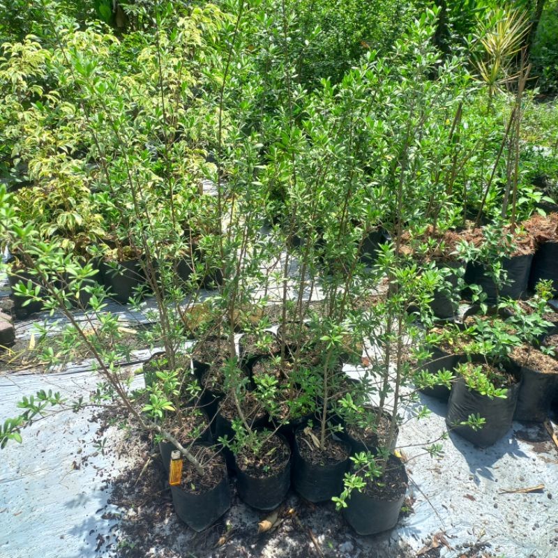 Santigi Stigi 1 Tinggi Meteran Bahan Bonsai Tanaman Hias Murah