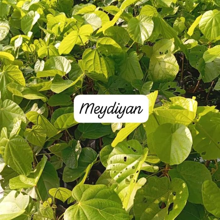 

Bibit tanaman pohon sapote jenis cupa cupa langka
