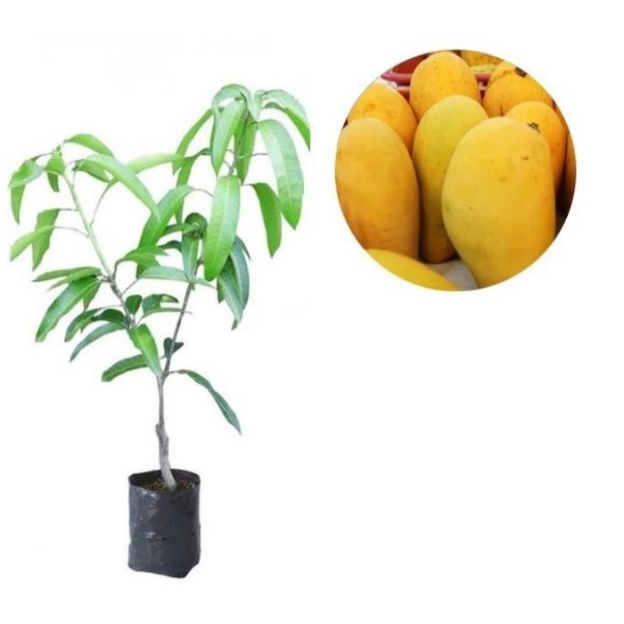

bibit buah mangga chokanan tanaman buah mangga hasil okulasi
