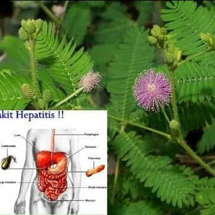 

bibit tanaman obat herbal putri malu