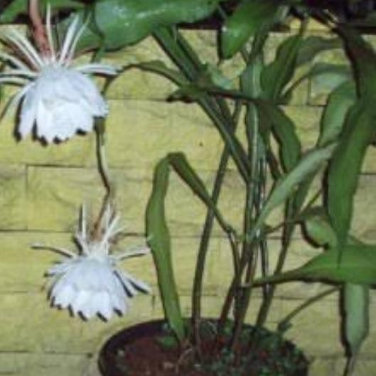 

Bibit Tanaman Wijaya Kusuma Lokal atau Tegak