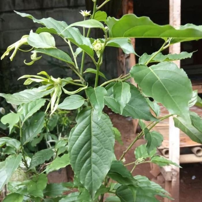 

Tanaman Bunga Kenanga, Pohon Kenanga, Bibit Pohon Kenanga