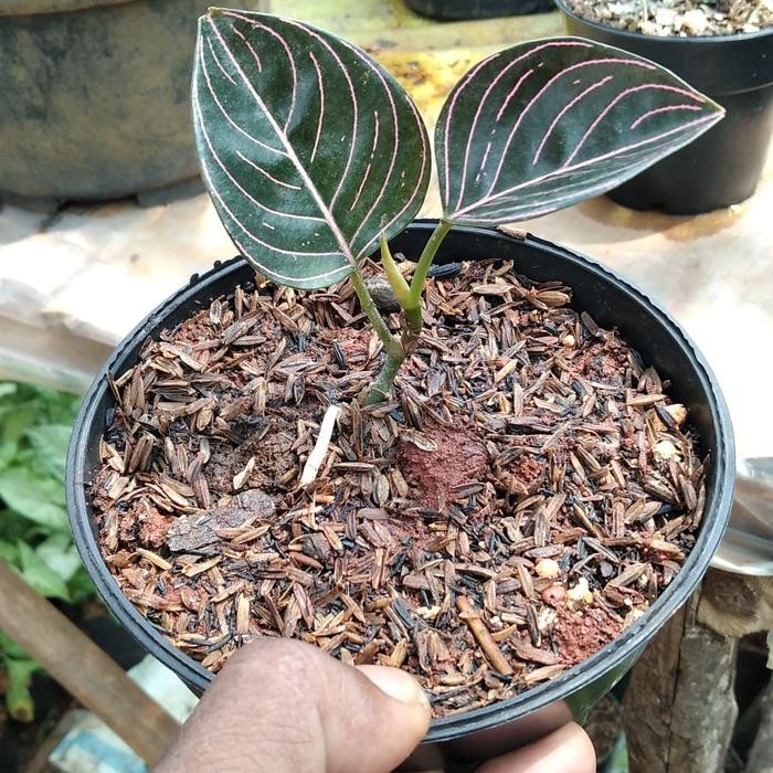 

Bibit Tanaman Hias Rotundum Aceh- Pohon Aglonema Rutundun Aceh/Aglonem