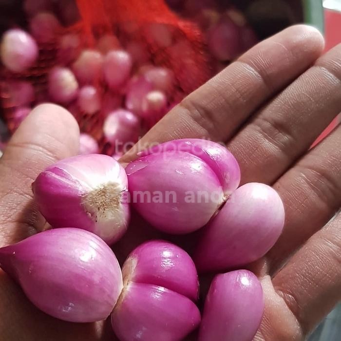 

Bawang Merah Brebes Kupas New