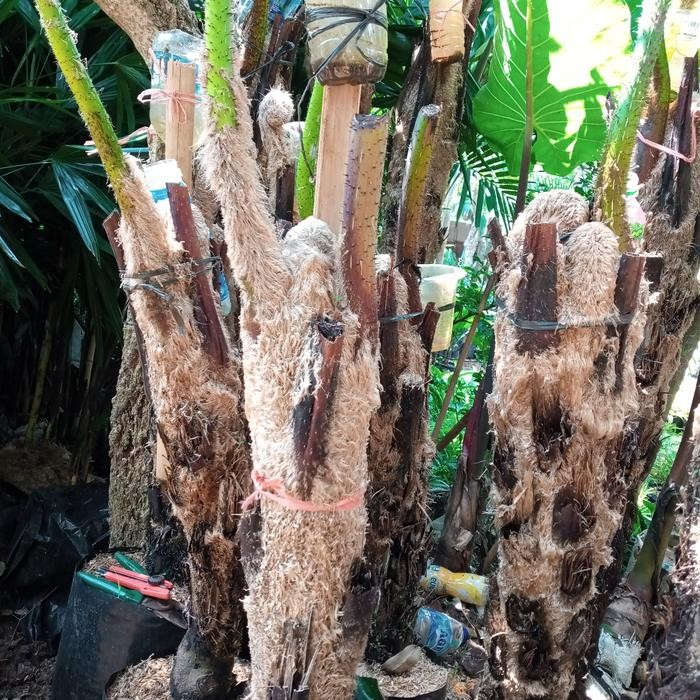 TANAMAN HIAS PAKIS MONYET-PAKIS MONYET FOSIL