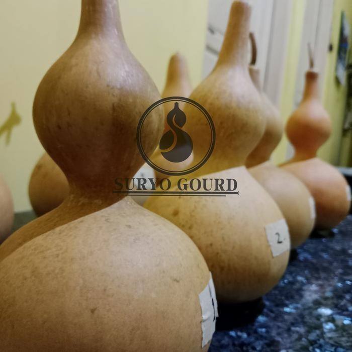 (Allthebest) Labu botol Labu botol kering Labu botol china drunken master Bottle gourd Labu botol