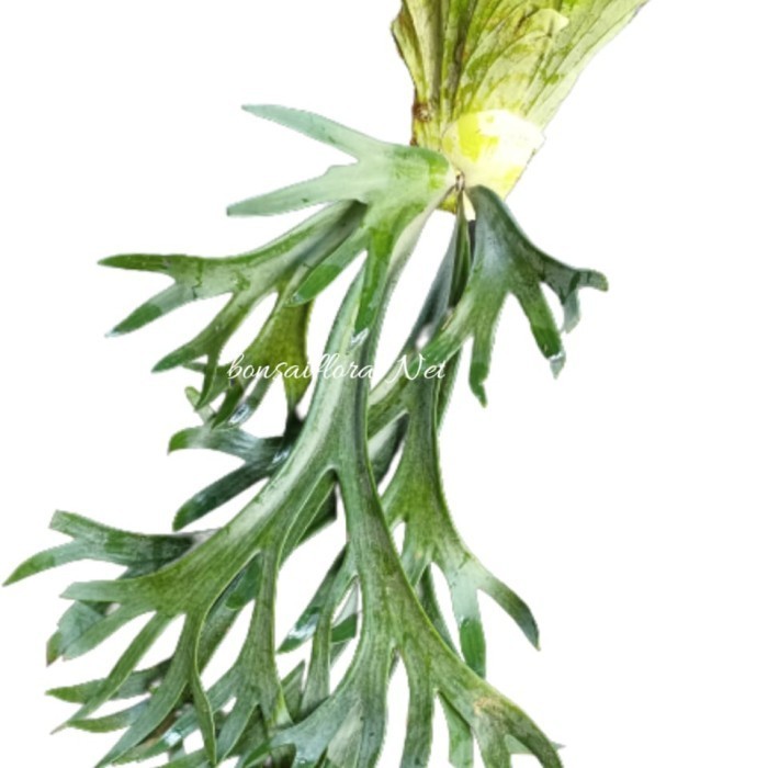 (Allthebest) simbar tanduk rusa hias / simbar menjangan