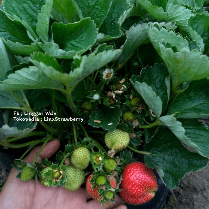 (Allthebest) Bibit Strawberry Juba ( Original Jumbo x Bali )
