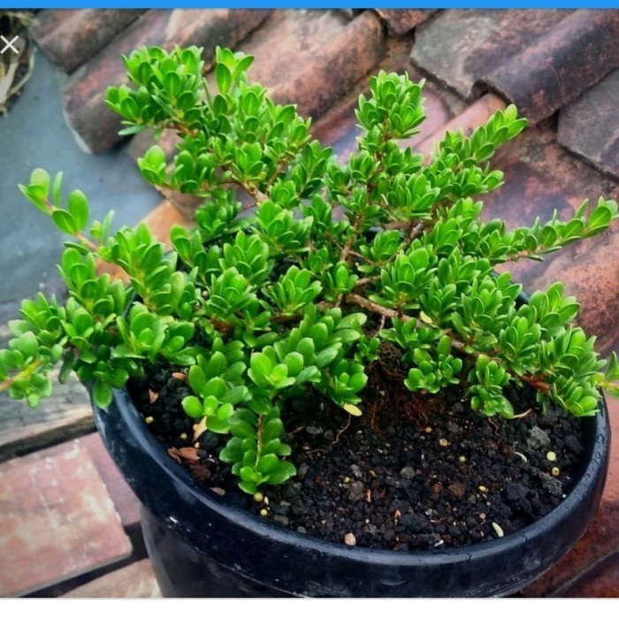 (Allthebest) benih biji santigi MAWAR SUPER micro