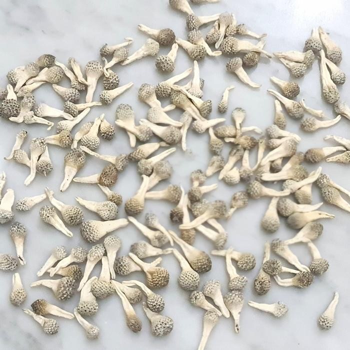 

TERMURAHH!! Empot Mpot Ayam Putih Utuh Asli Original