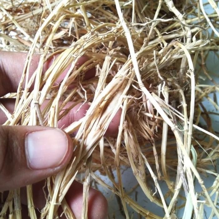 

TERMURAHH!! Akar Alang Alang Kering 1kg