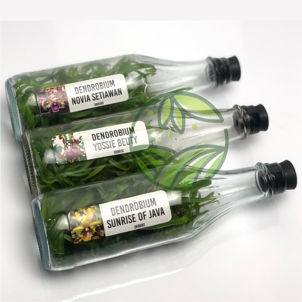 Bibit Anggrek Dendrobium Botol Anggrek Botolan Bibit Botol