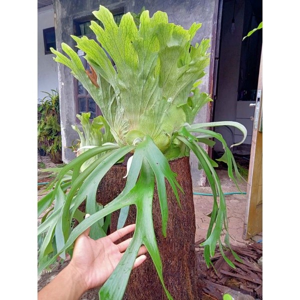 Tanaman Hias Tanduk Rusa Jumbo/ Platycerium Willinckii Tanduk Rusa Jumbo/ Simbar Menjangan Jumbo