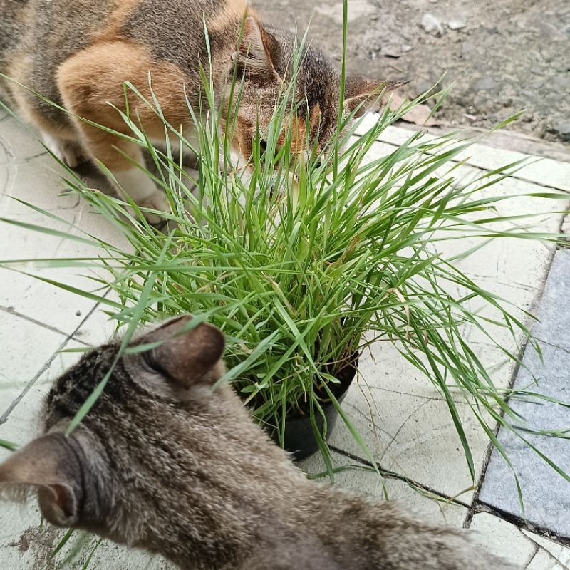 

Andrianbijaksana Rumput Kucing Wheatgrass Rumput Gandum Catgrass Fresh Siap Konsumsi