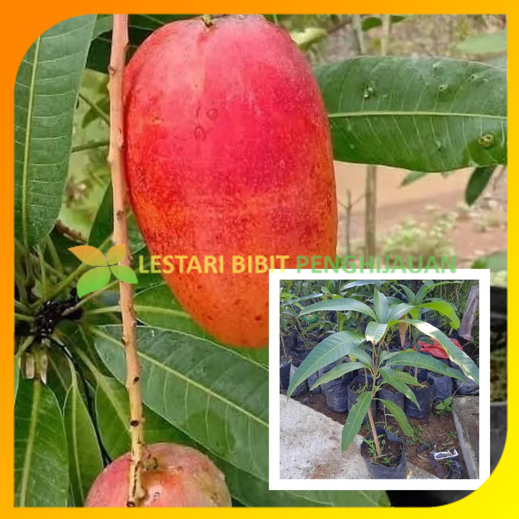 Bibit Mangga Miyazaki Tinggi 1 Meter Up Batang Besar