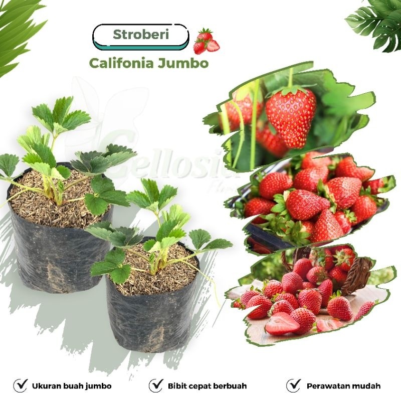 Bibit Tanaman Buah Stroberi Jumbo Stroberi California Cepat Berbuah