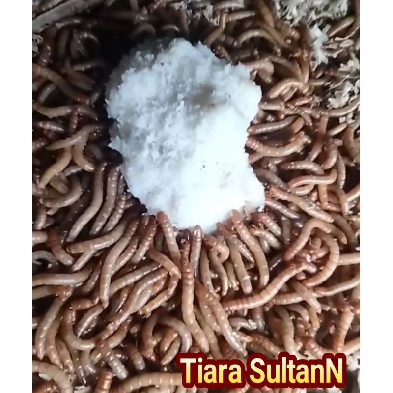 Pinan Shop Kotoran/Limbah Ulat Hongkong 5 Kg