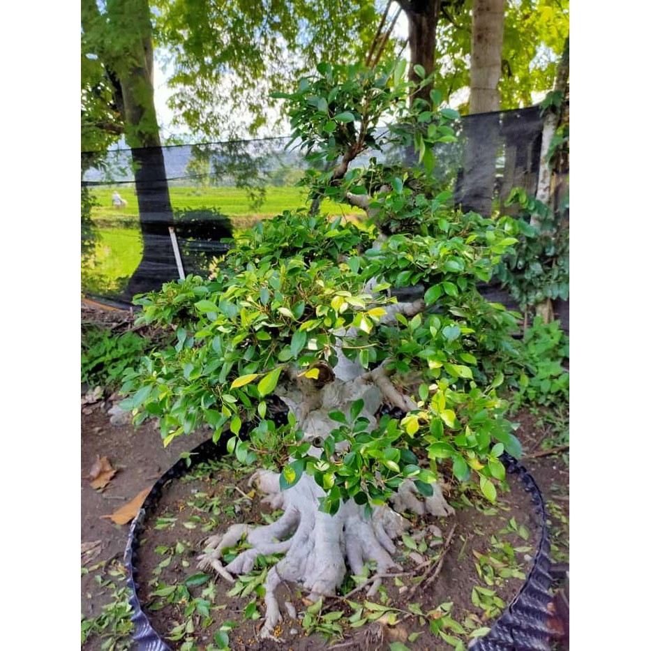 Tanaman Bibit Bonsai Hidup/ Bonsai Ficus Bonsai Daun Jeruk