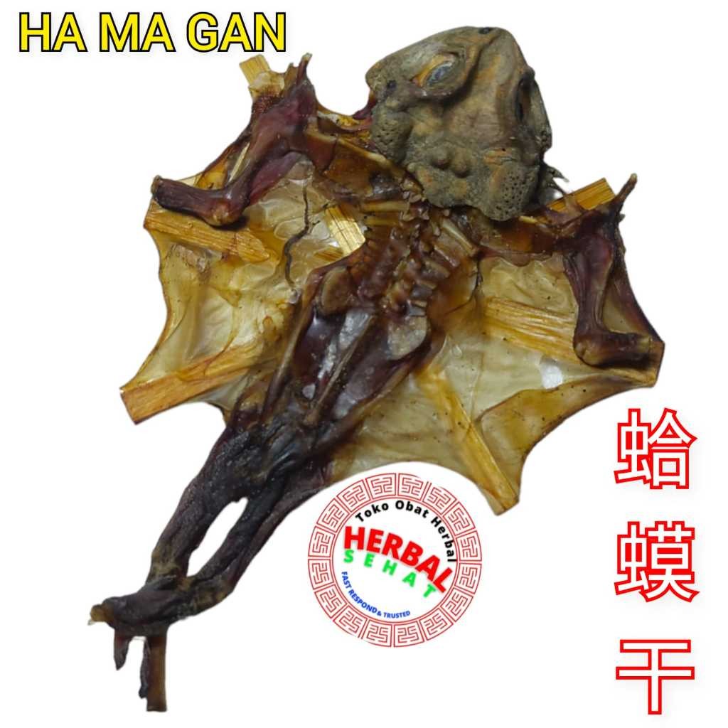 

Ha Ma Gan 1 Ekor Kering He Ma Gan Hamagan Ha Ma Kan PREMIUM