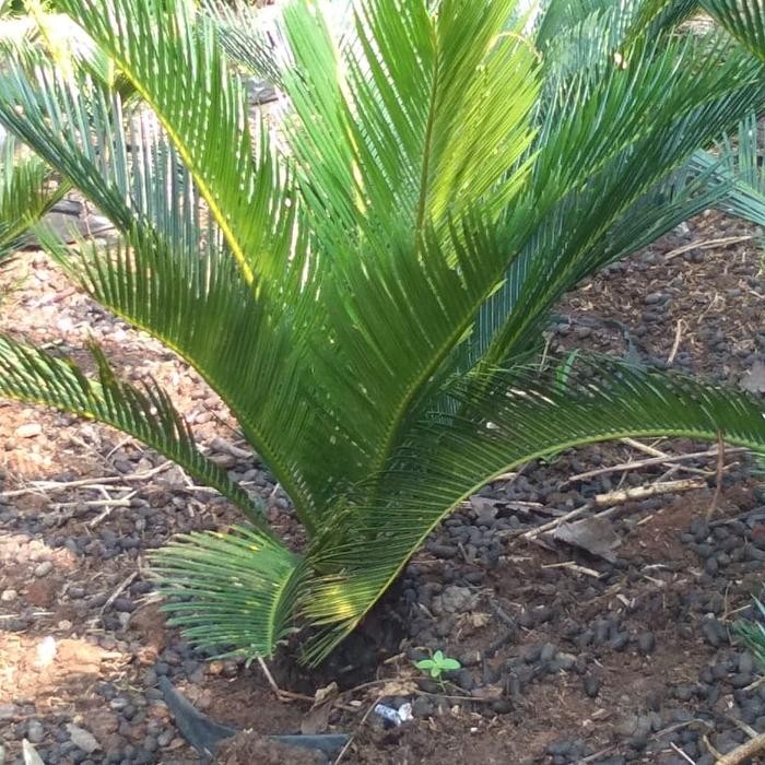 tanaman sikas mini+pot Kode 922