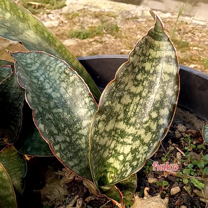R. 995. sansevieria sp. Mt. Darwin & Maneradonha Mts. road Kode 127