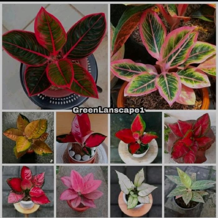 Paket Hemat 10 Bonggol Aglonema Asli Siap Tanam / Bonggol / Aglonema Kode 478