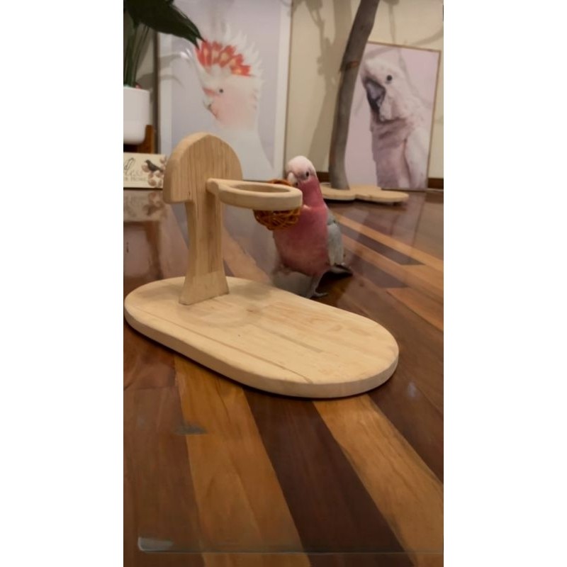 Mainan parrot lapangan basket