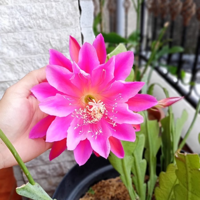 Tanaman Hias Bunga Wijaya Kusuma Merah, Bibit Wijaya Kusuma California