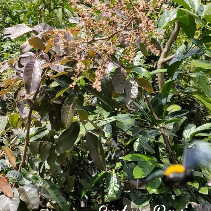 Bibit Pohon Kelengkeng Merah Jumbo / Red Rubilogan Batang Besar Tanaman