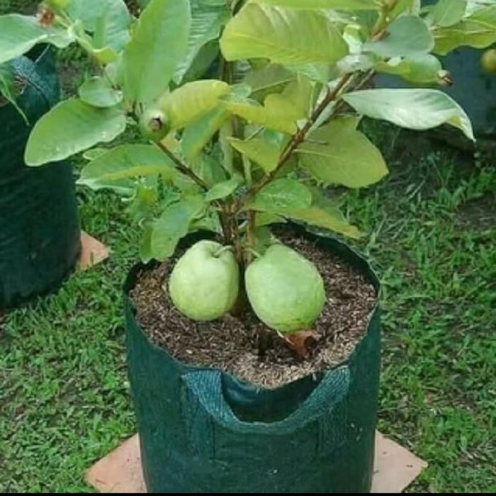 Bibit Tanaman Jambu Kristal Madu Putih Non Biji Cangkok - Stok Ready