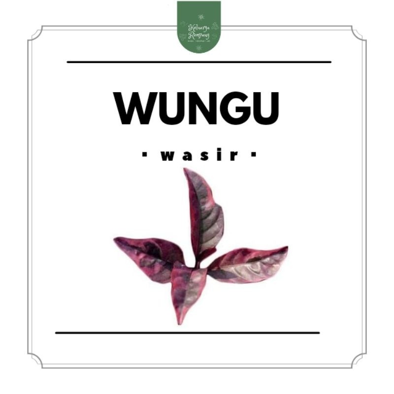

WHYN!! Wasir Ambeien by Keluarga Rimpang