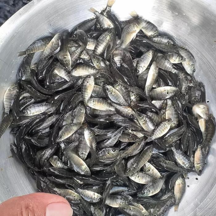 Bibit Benih Ikan Mujair Nila Hitam Nirwana 1 Liter - Gratis Pelet