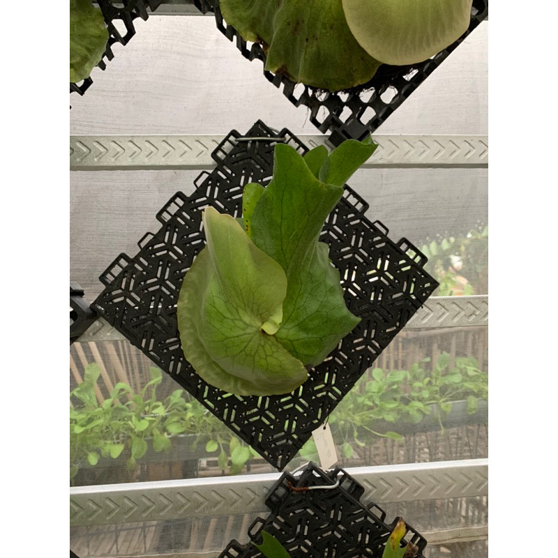 Flowersbloom Platycerium Atau Simbar Menjangan Grande Sulawesi, Beserta Papan Tinggal Gantung Saja